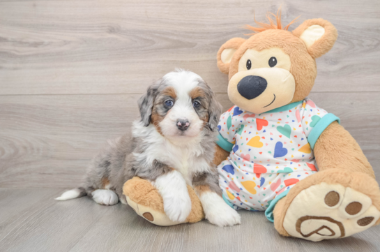 Petite Mini Bernedoodle Poodle Mix Pup