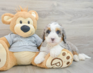 7 week old Mini Bernedoodle Puppy For Sale - Windy City Pups