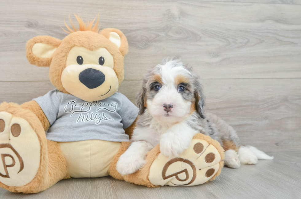 7 week old Mini Bernedoodle Puppy For Sale - Windy City Pups