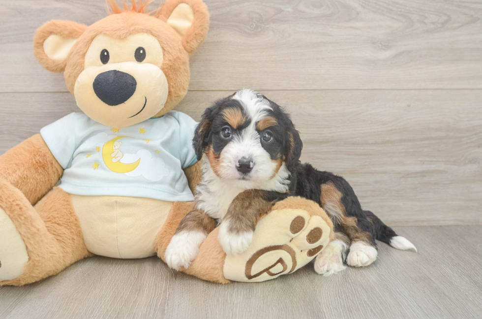5 week old Mini Bernedoodle Puppy For Sale - Windy City Pups