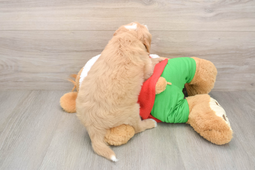 Mini Bernedoodle Pup Being Cute