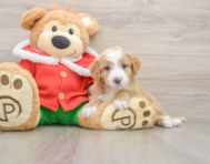 6 week old Mini Bernedoodle Puppy For Sale - Windy City Pups