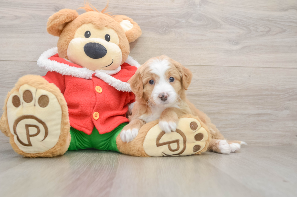 5 week old Mini Bernedoodle Puppy For Sale - Windy City Pups