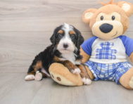 7 week old Mini Bernedoodle Puppy For Sale - Windy City Pups