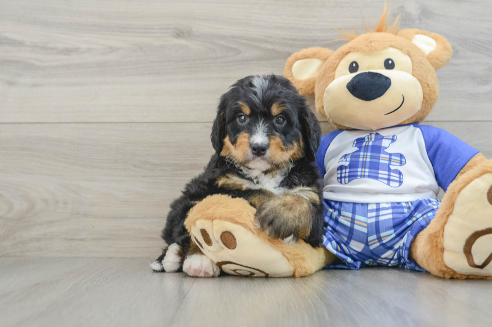 Playful Mini Bernesepoo Poodle Mix Puppy