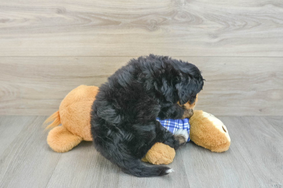 Smart Mini Bernedoodle Poodle Mix Pup