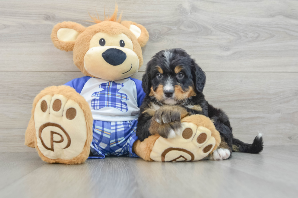 Mini Bernedoodle Puppy for Adoption