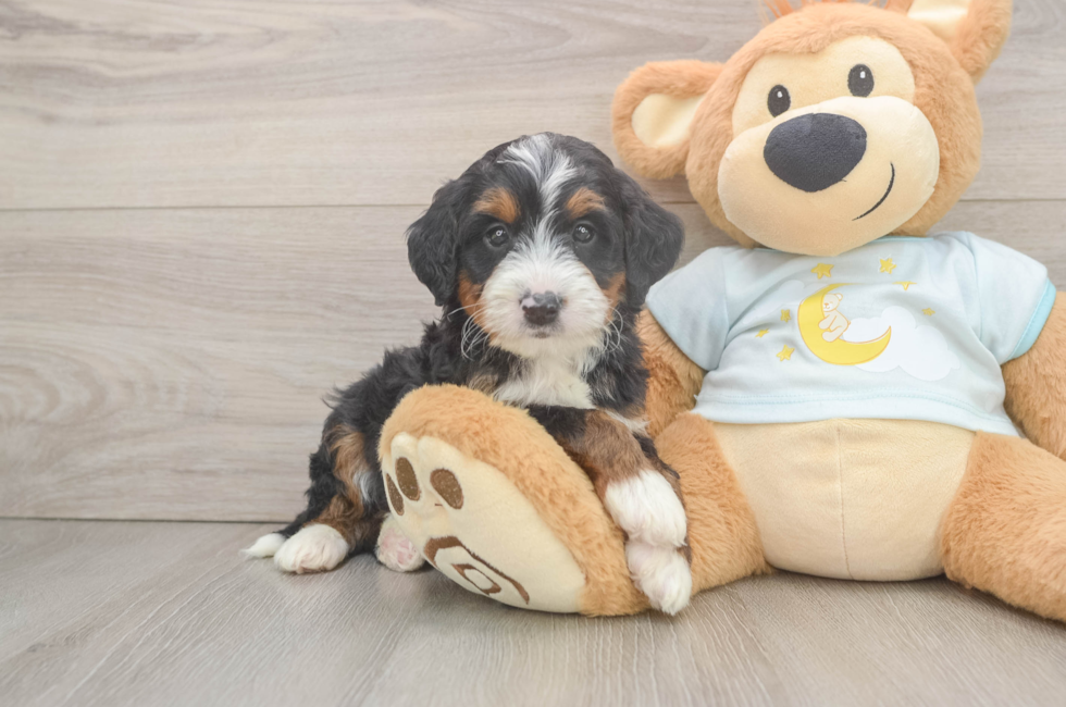 5 week old Mini Bernedoodle Puppy For Sale - Windy City Pups