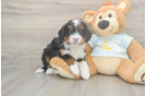 Funny Mini Bernedoodle Poodle Mix Pup