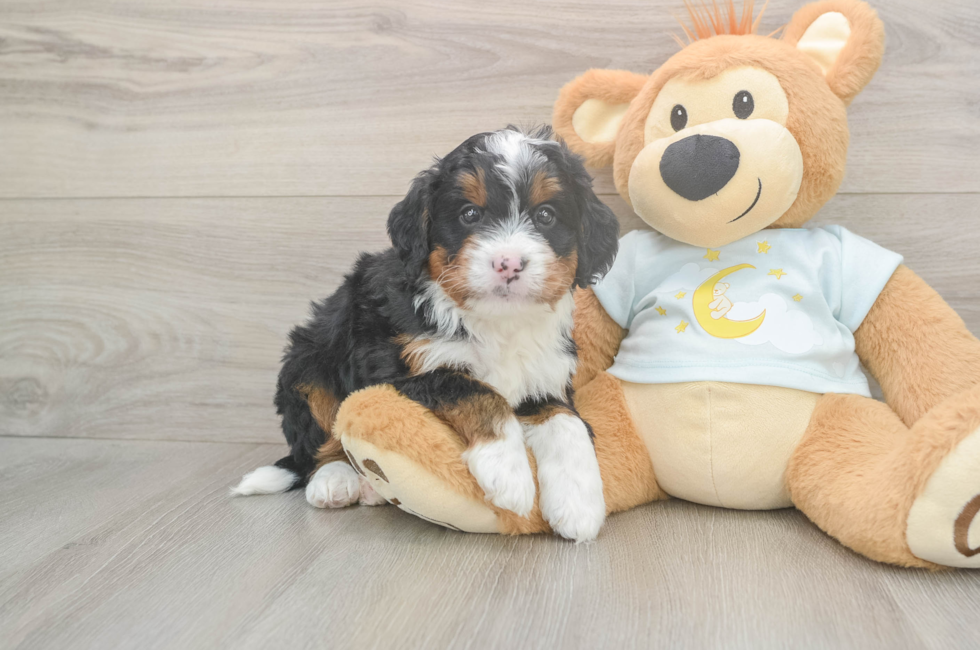 5 week old Mini Bernedoodle Puppy For Sale - Windy City Pups