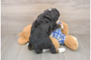 Fluffy Mini Bernedoodle Poodle Mix Pup