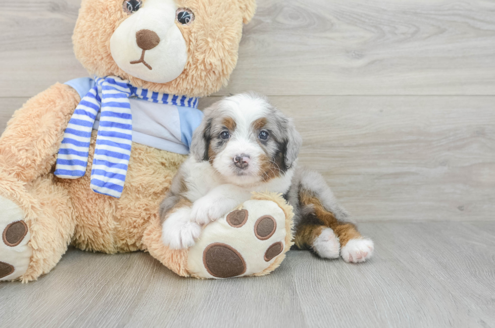 5 week old Mini Bernedoodle Puppy For Sale - Windy City Pups