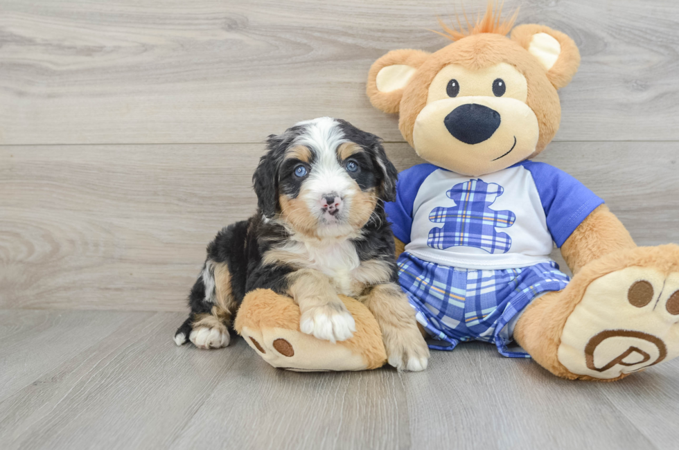 5 week old Mini Bernedoodle Puppy For Sale - Windy City Pups