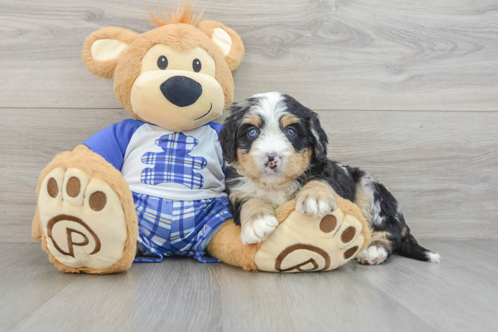 Cute Mini Bernedoodle Baby