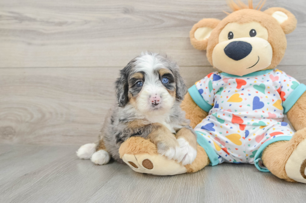 6 week old Mini Bernedoodle Puppy For Sale - Windy City Pups