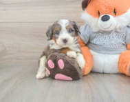 5 week old Mini Bernedoodle Puppy For Sale - Windy City Pups