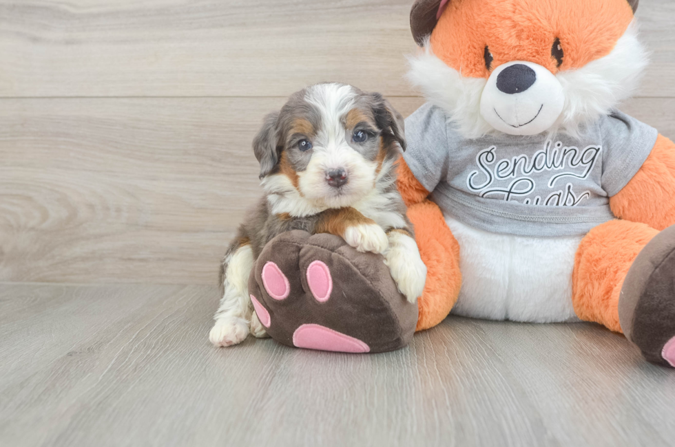 5 week old Mini Bernedoodle Puppy For Sale - Windy City Pups