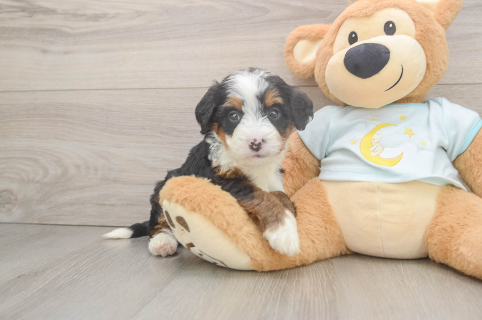 5 week old Mini Bernedoodle Puppy For Sale - Windy City Pups