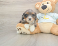 6 week old Mini Bernedoodle Puppy For Sale - Windy City Pups