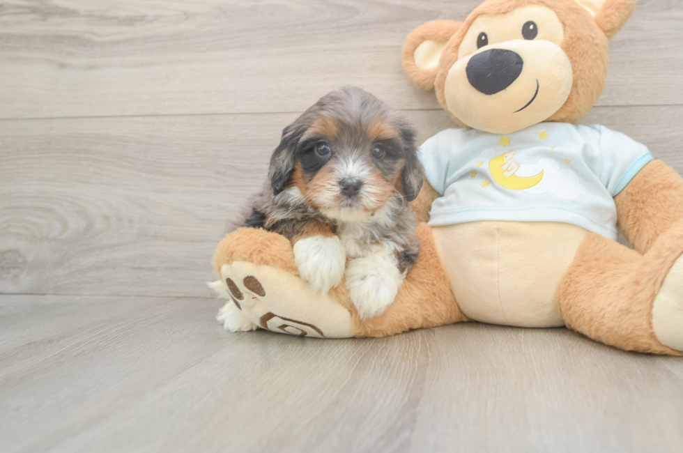 5 week old Mini Bernedoodle Puppy For Sale - Windy City Pups