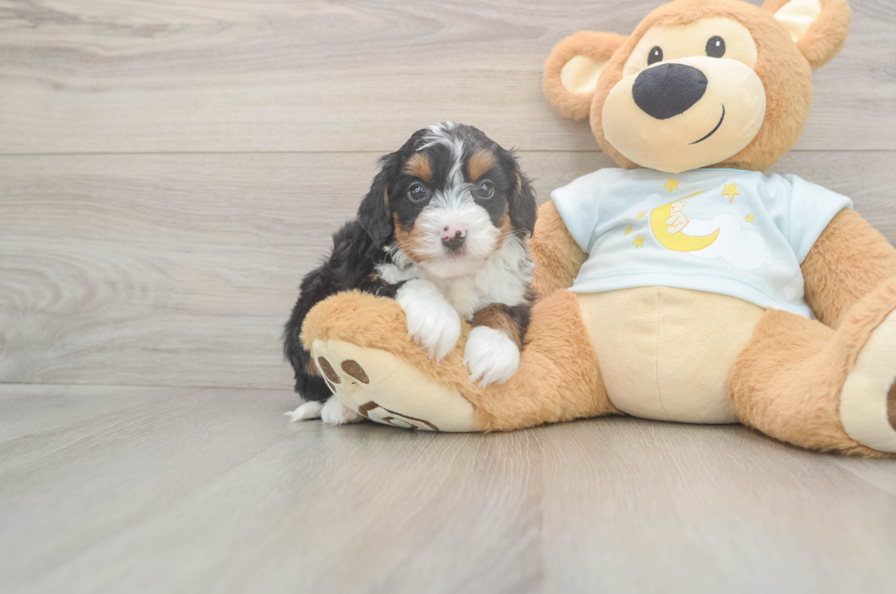 5 week old Mini Bernedoodle Puppy For Sale - Windy City Pups