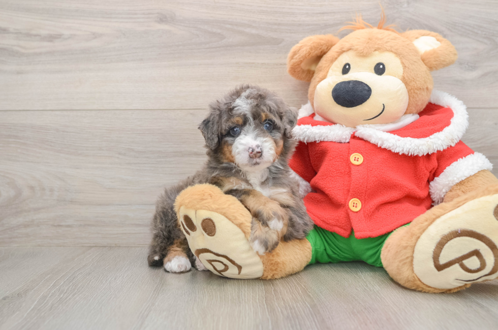 5 week old Mini Bernedoodle Puppy For Sale - Windy City Pups