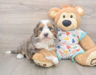 6 week old Mini Bernedoodle Puppy For Sale - Windy City Pups