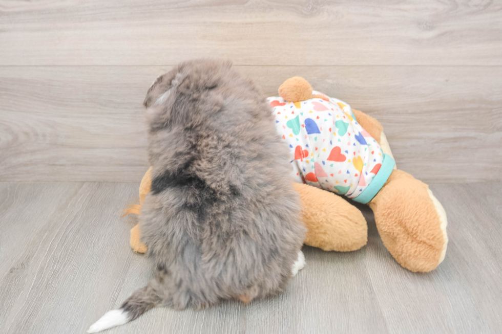 Popular Mini Bernedoodle Poodle Mix Pup