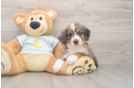 Popular Mini Bernedoodle Poodle Mix Pup