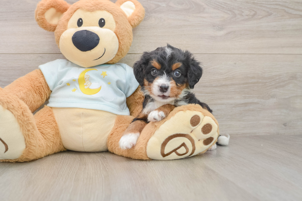 Hypoallergenic Mini Bernadoodle Poodle Mix Puppy