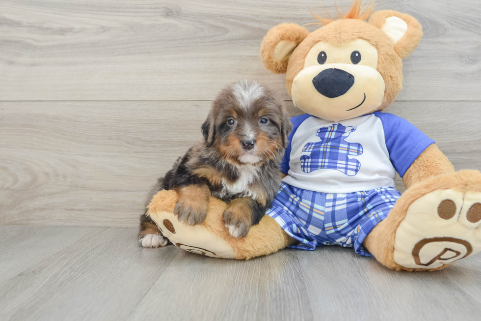 Best Mini Bernedoodle Baby