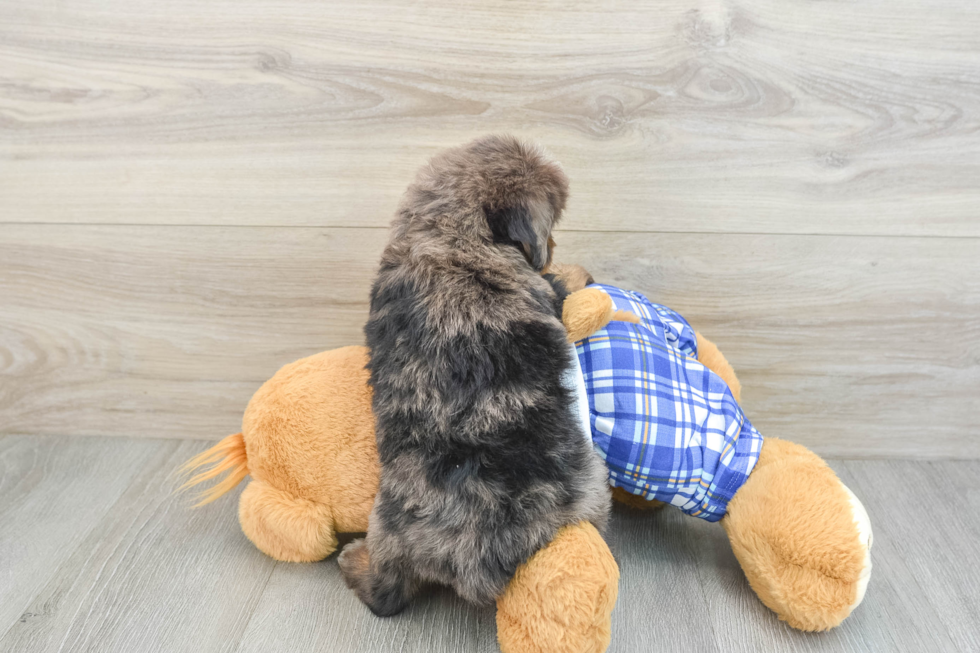 Mini Bernedoodle Puppy for Adoption