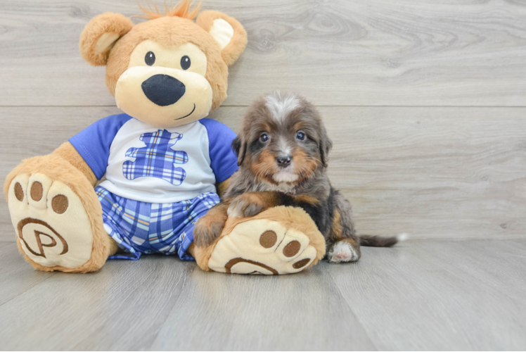 Popular Mini Bernedoodle Poodle Mix Pup