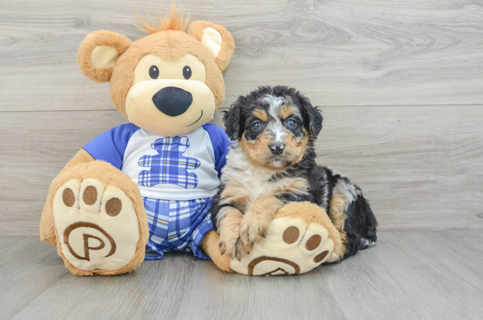 5 week old Mini Bernedoodle Puppy For Sale - Windy City Pups