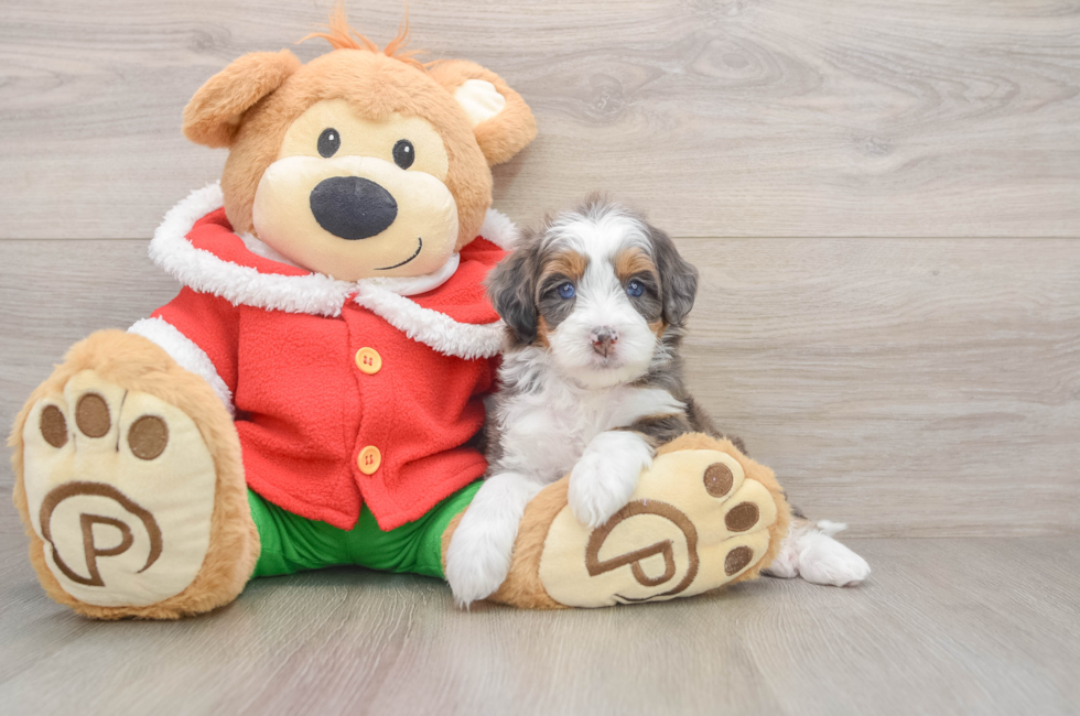 5 week old Mini Bernedoodle Puppy For Sale - Windy City Pups