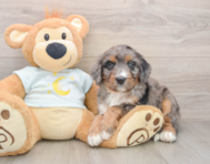 6 week old Mini Bernedoodle Puppy For Sale - Windy City Pups