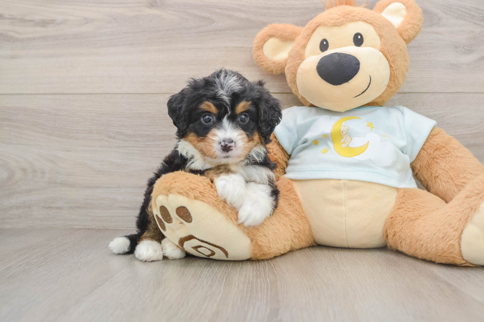 Little Mini Bernese Poodle Poodle Mix Puppy