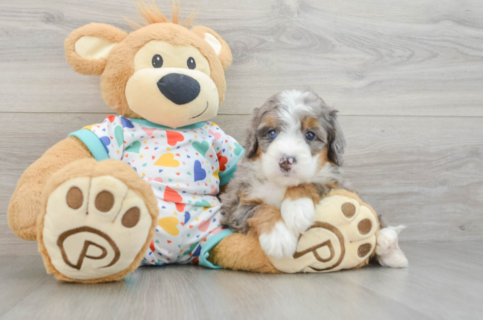 6 week old Mini Bernedoodle Puppy For Sale - Windy City Pups