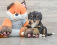 5 week old Mini Bernedoodle Puppy For Sale - Windy City Pups