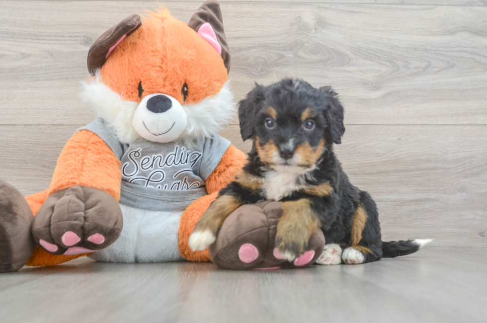 5 week old Mini Bernedoodle Puppy For Sale - Windy City Pups