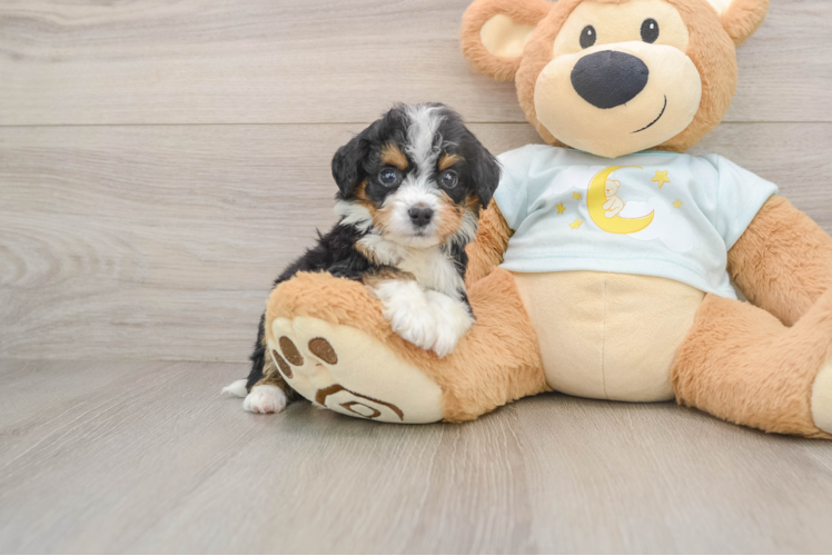 Energetic Mini Bernesedoodle Poodle Mix Puppy