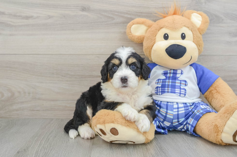 8 week old Mini Bernedoodle Puppy For Sale - Windy City Pups