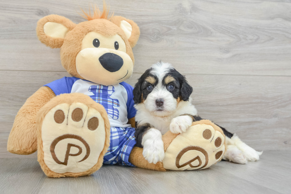 Mini Bernedoodle Pup Being Cute