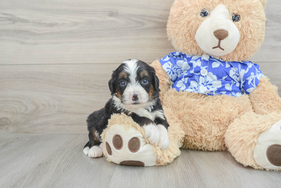 Mini Bernedoodle Pup Being Cute