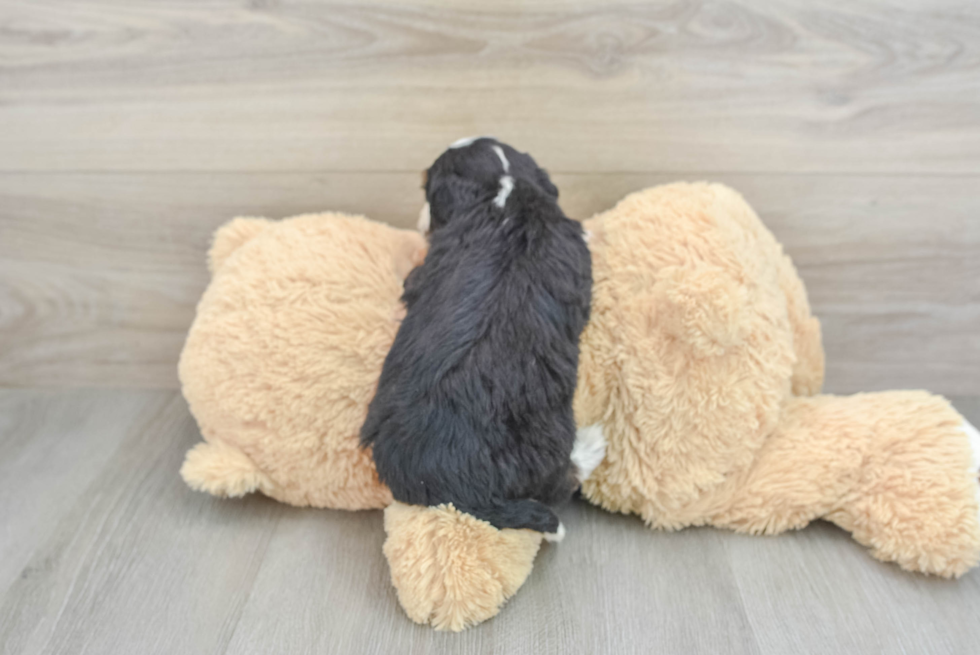 Funny Mini Bernedoodle Poodle Mix Pup