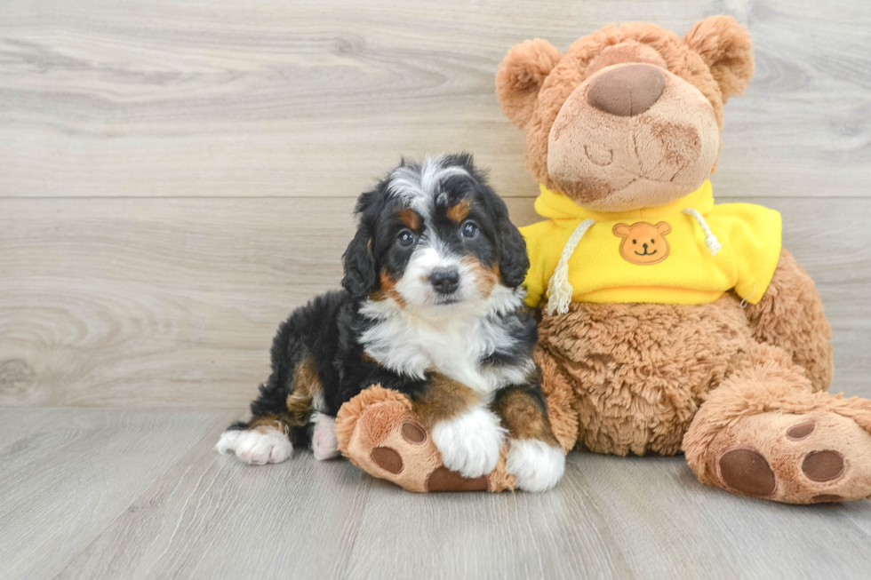 Mini Bernedoodle Pup Being Cute