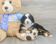 6 week old Mini Bernedoodle Puppy For Sale - Windy City Pups