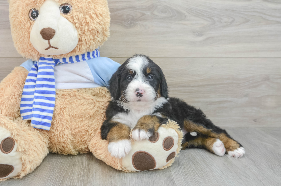 5 week old Mini Bernedoodle Puppy For Sale - Windy City Pups