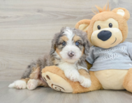 7 week old Mini Bernedoodle Puppy For Sale - Windy City Pups