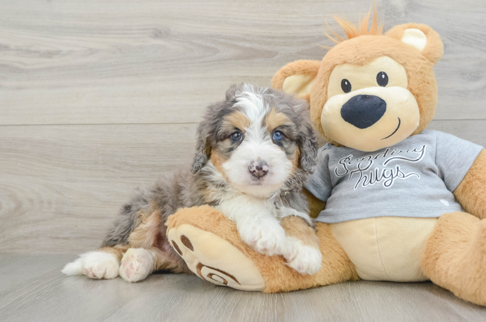 7 week old Mini Bernedoodle Puppy For Sale - Windy City Pups
